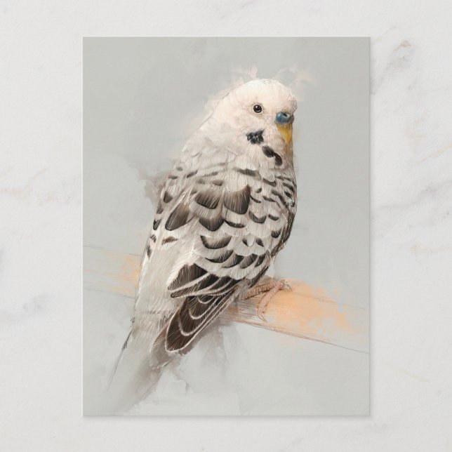 Postal Budgie Portrait No.11 (Anverso)