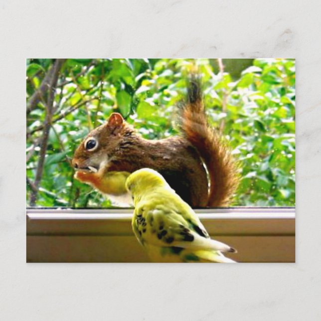 Postal Budgie y Red Squirrel (Anverso)
