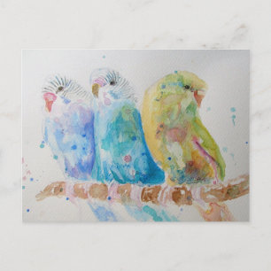 Postal Budgies Aqua Verde azulado pájaro de pintura de co
