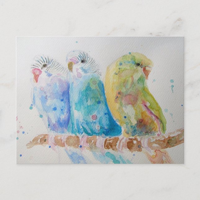 Postal Budgies Aqua Verde azulado pájaro de pintura de co (Anverso)