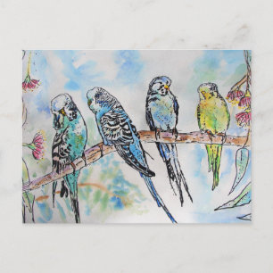 Postal Budgies Aqua Verde azulado pájaro de pintura de co