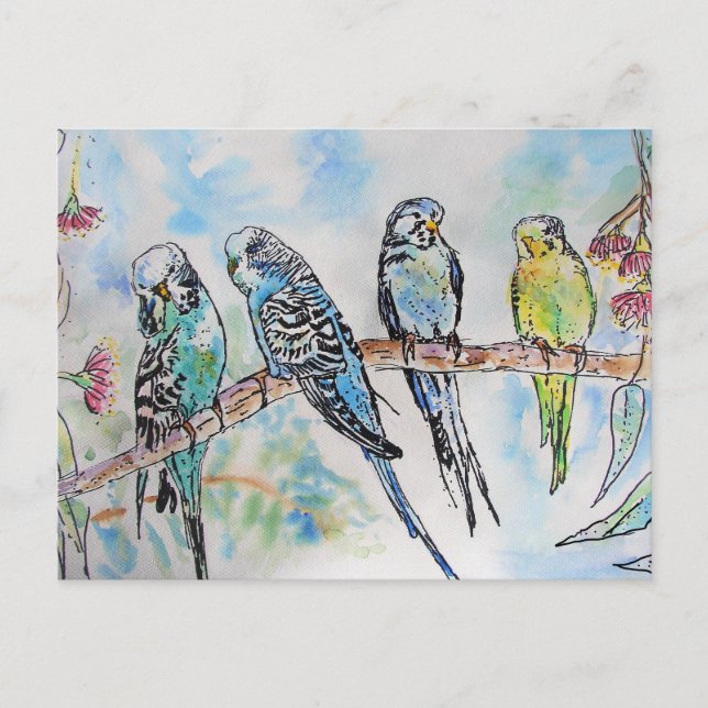 Postal Budgies Aqua Verde azulado pájaro de pintura de co (Anverso)