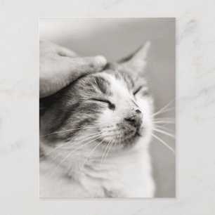 Postal ¡Buen gatito! -Postal