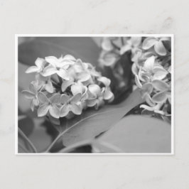 Postal buen grupo de lilacs