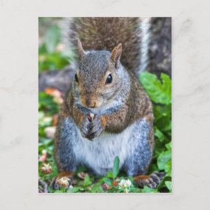 Postal Bueno Para La Última Bita