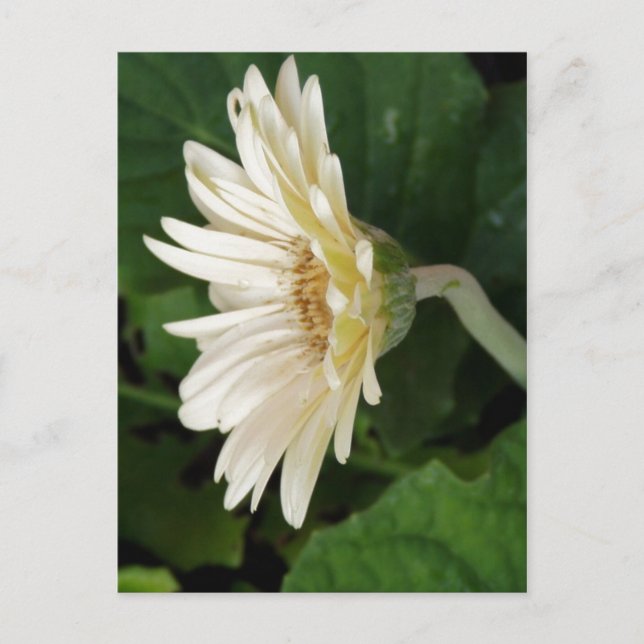 Postal Buenos días Daisy (Anverso)