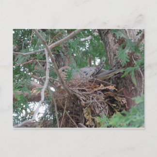 Postal Buenos días Dove Nesting