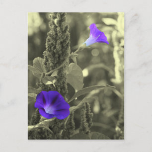 Postal Buenos días Glorias Black White Flower Postcard