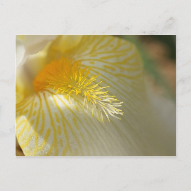 Postal ¡Buenos Días, Iris! (Anverso)