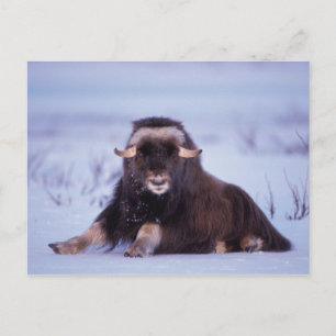 Postal buey almizclero, Ovibos moschatus, toro joven