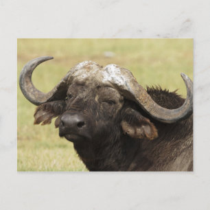 Postal Búfalo africano, caffer de Syncerus, colocándose