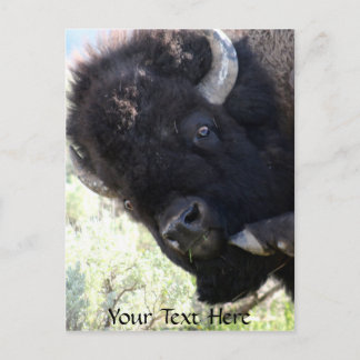 Postal Búfalo americano en el Parque Nacional Yellowstone