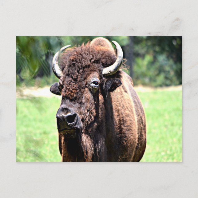 Postal Búfalo (Bison) (Anverso)