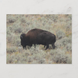 Postal Búfalo, chispa, yellowstone, fotografía