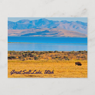 Postal Búfalo de afeitar, lago de gran sal, Utah