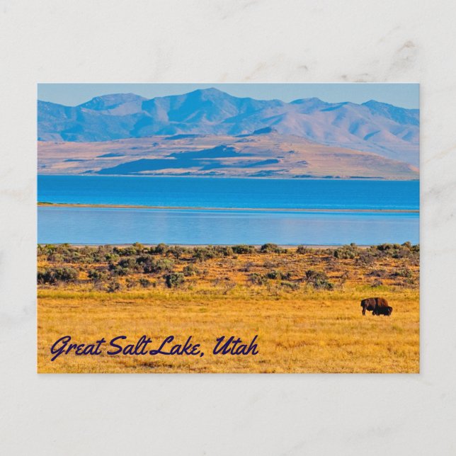 Postal Búfalo de afeitar, lago de gran sal, Utah (Anverso)