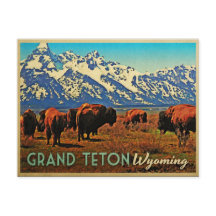 Búfalo de Grand Teton Wyoming