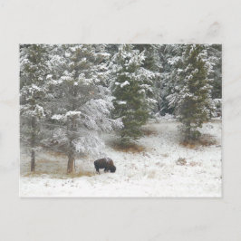 Postal Búfalo en el Parque Nacional Yellowstone