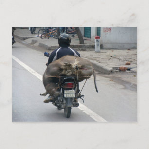 Postal Búfalo en moto-Vietnam