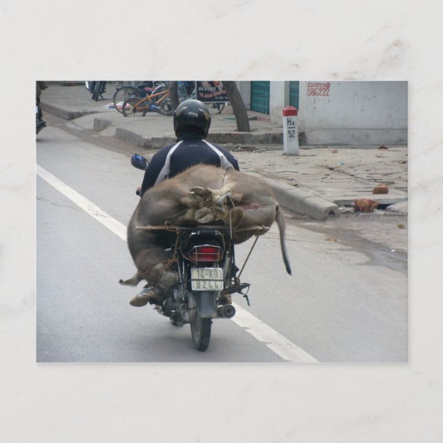 Postal Búfalo en moto-Vietnam (Anverso)