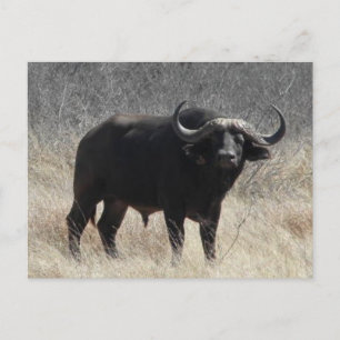 Postal Búfalo En Sudáfrica