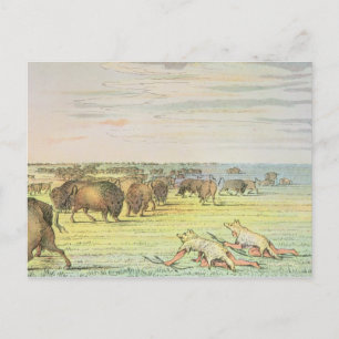 Postal Búfalo estrangulador