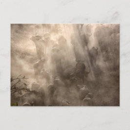 Postal Búfalo Polvo