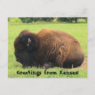 Postal ¡búfalo, saludos desde Kansas!