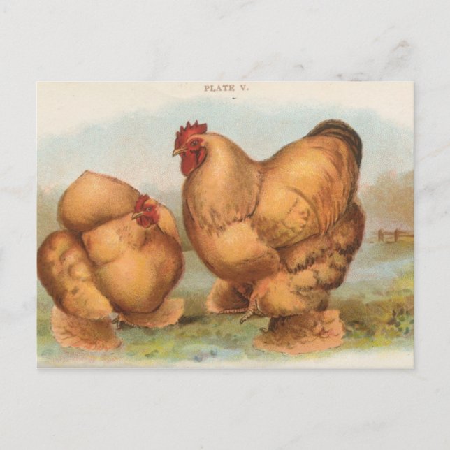 Postal "Buff Cochin Chickens" vintage (Anverso)