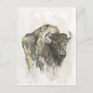 Postal Buffalo americano I