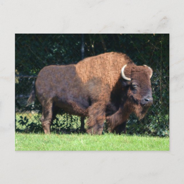 Postal Buffalo (Bison) Kansas, Oklahoma, Wyoming (Anverso)