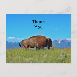 Postal Buffalo Gracias Postcard
