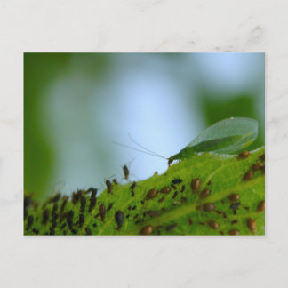 Postal Buffet Aficionado de la cristalización verde