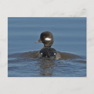 Postal Bufflehead