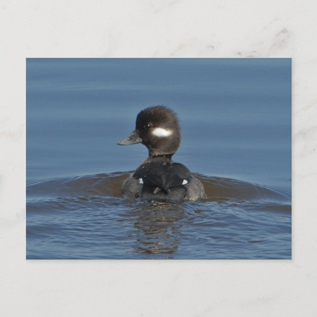 Postal Bufflehead (Anverso)