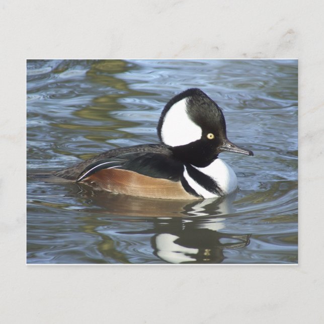 Postal Bufflehead masculino (Anverso)