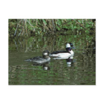 Buffleheads - Ducks