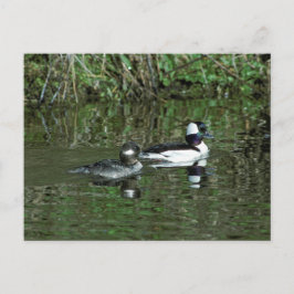 Postal Buffleheads - Ducks