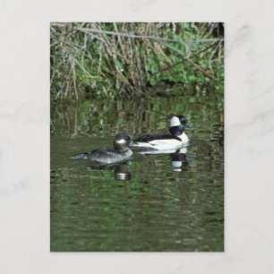 Postal Buffleheads - Ducks Dipper