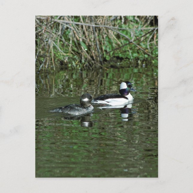 Postal Buffleheads - Ducks Dipper (Anverso)