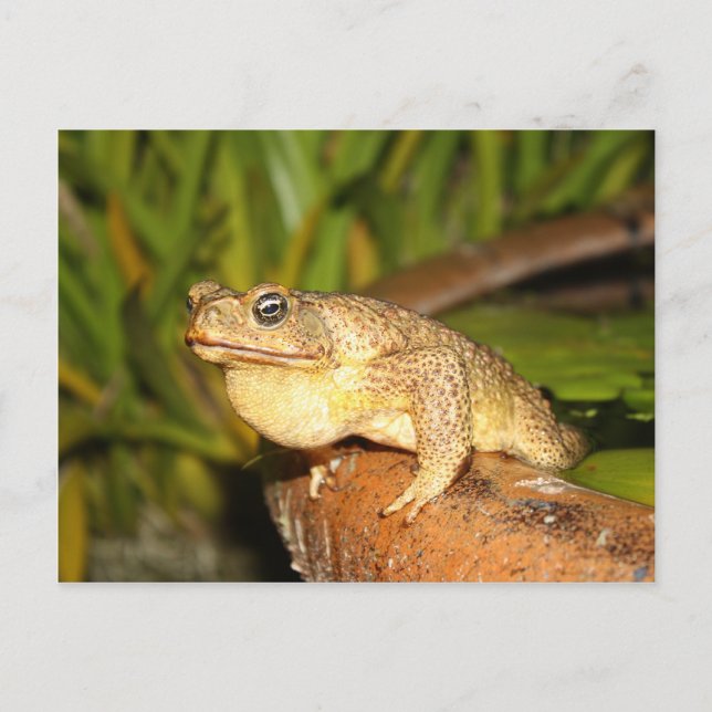 Postal bufo la rana (Anverso)