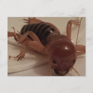 Postal Bug 1 - brainfart educado