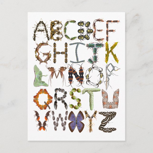 Postal Bug Alphabet Kids Insectos Tema ABC (Anverso)