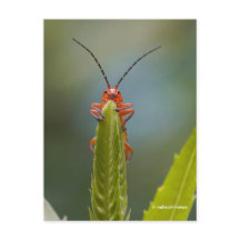 Bug de escarabajo de soldado raso en falso dragón