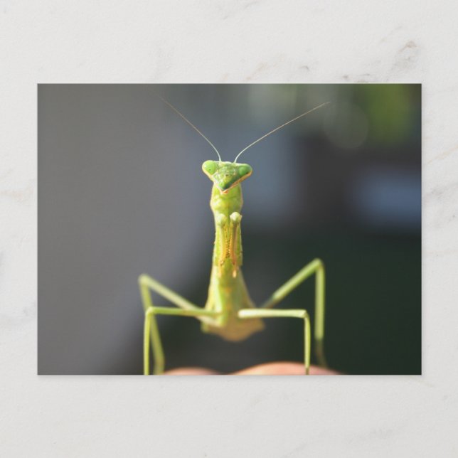 Postal Bug You (Anverso)