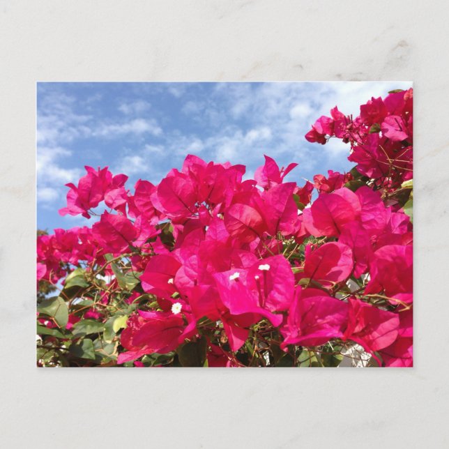 Postal Bugainvillea y Hermoso Cielo Azul (Anverso)
