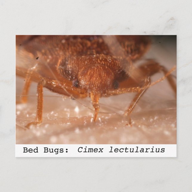 Postal Bugs de cama: Cimex lectularius (Anverso)