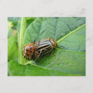 Postal Bugs de papa