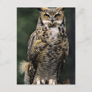 Postal Búho Americano (Bubo virginianus), cuerpo completo