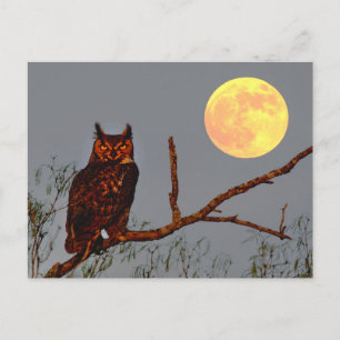 Postal Búho Americano Luna Llena